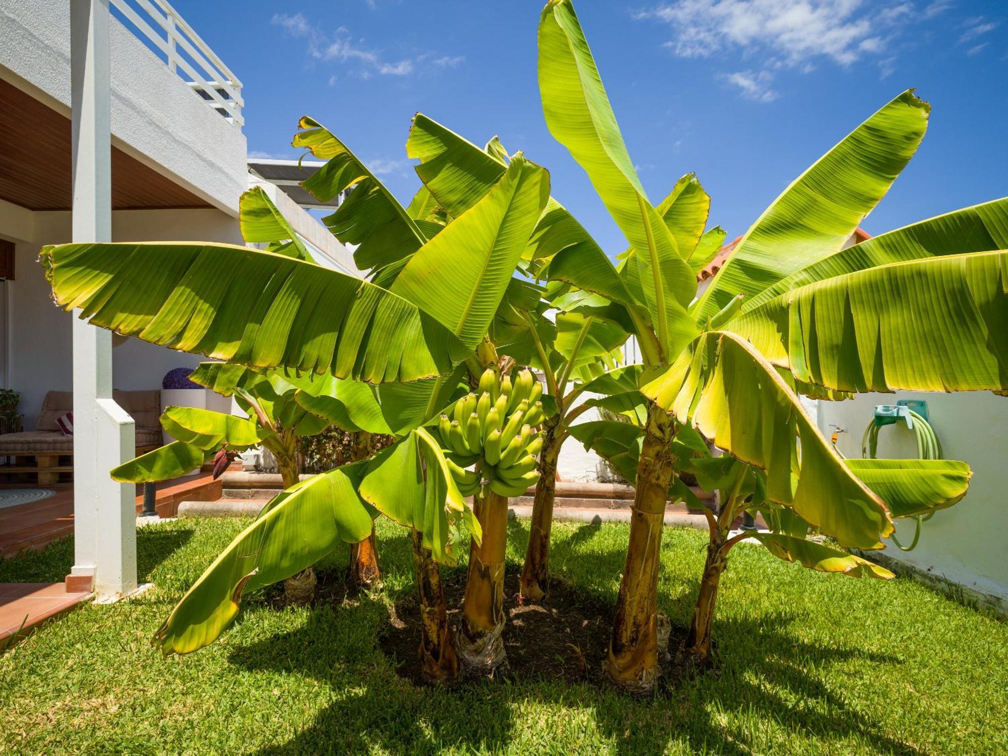 Banana House In Top Location By Tenpropertiesgc Маспаломас Екстериор снимка